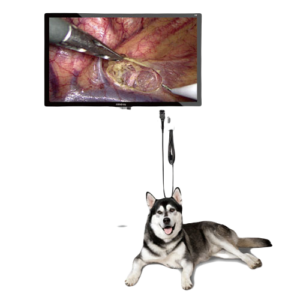 Rigid Endoscopy System